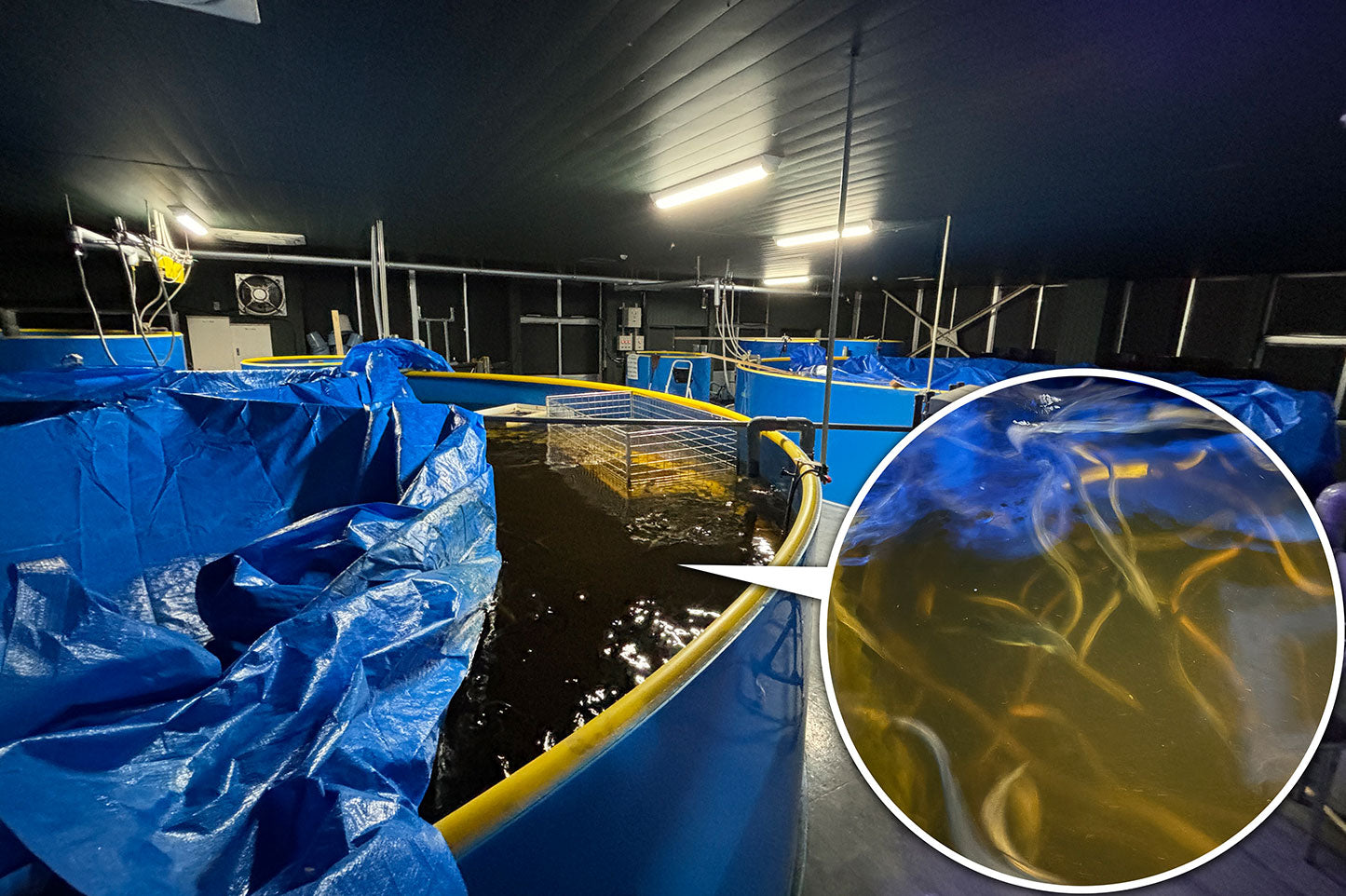 新潟ウイスキーうなぎ 白焼き 2〜3尾(約360g)